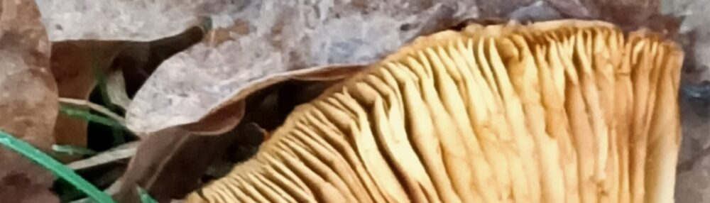 Drents Vocaal Ensemble